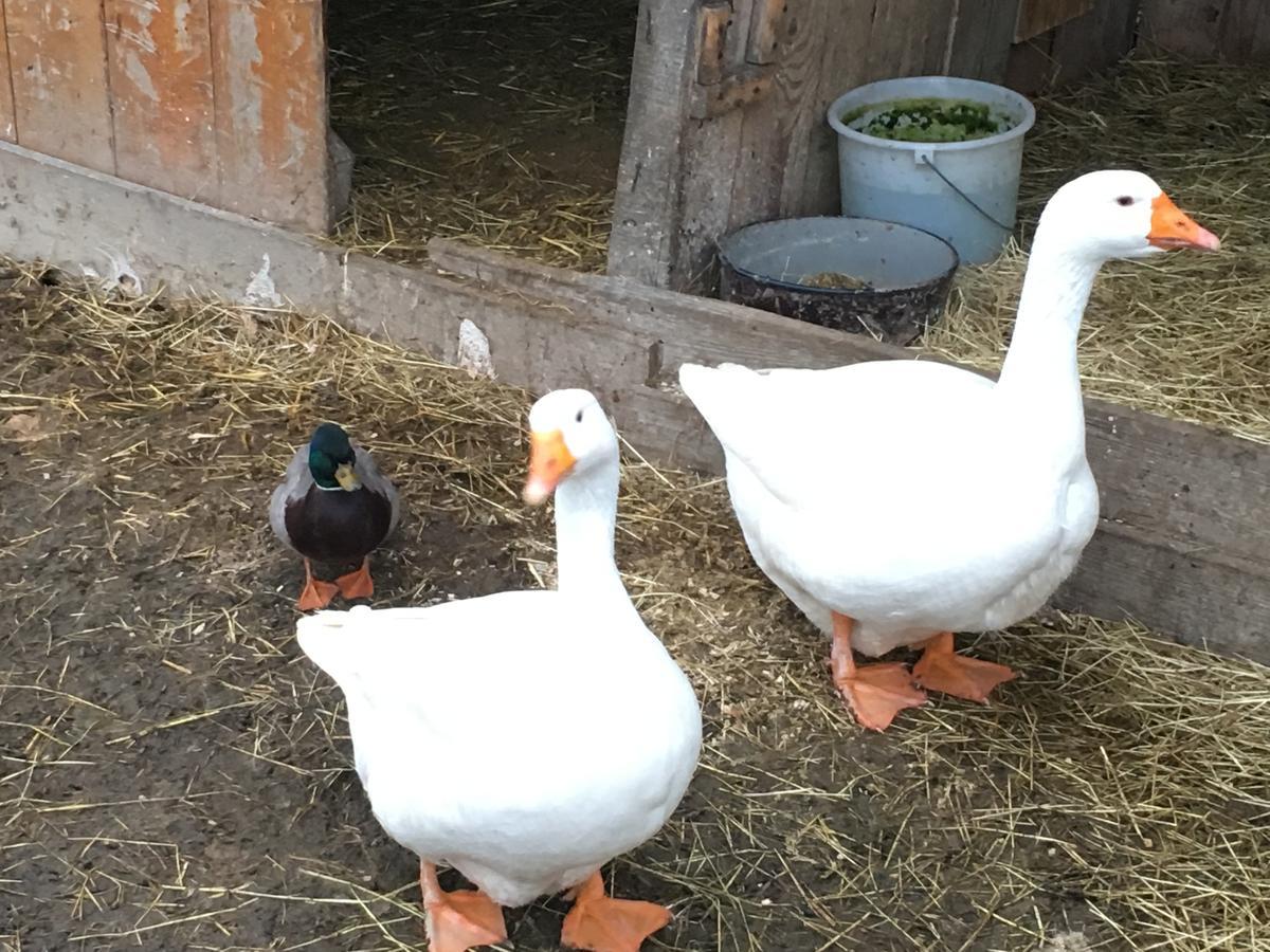 Familienbauernhof Strassbauer * Steinakirchen Am Forst
